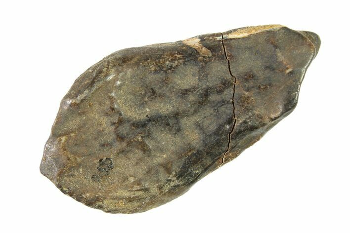 Partially Rooted Fossil Dinosaur (Triceratops) Tooth - Montana #338651